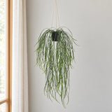 Artificial Hanging Potted Plant (Willow Leaf) 66cm UV Resistant - styled product image B