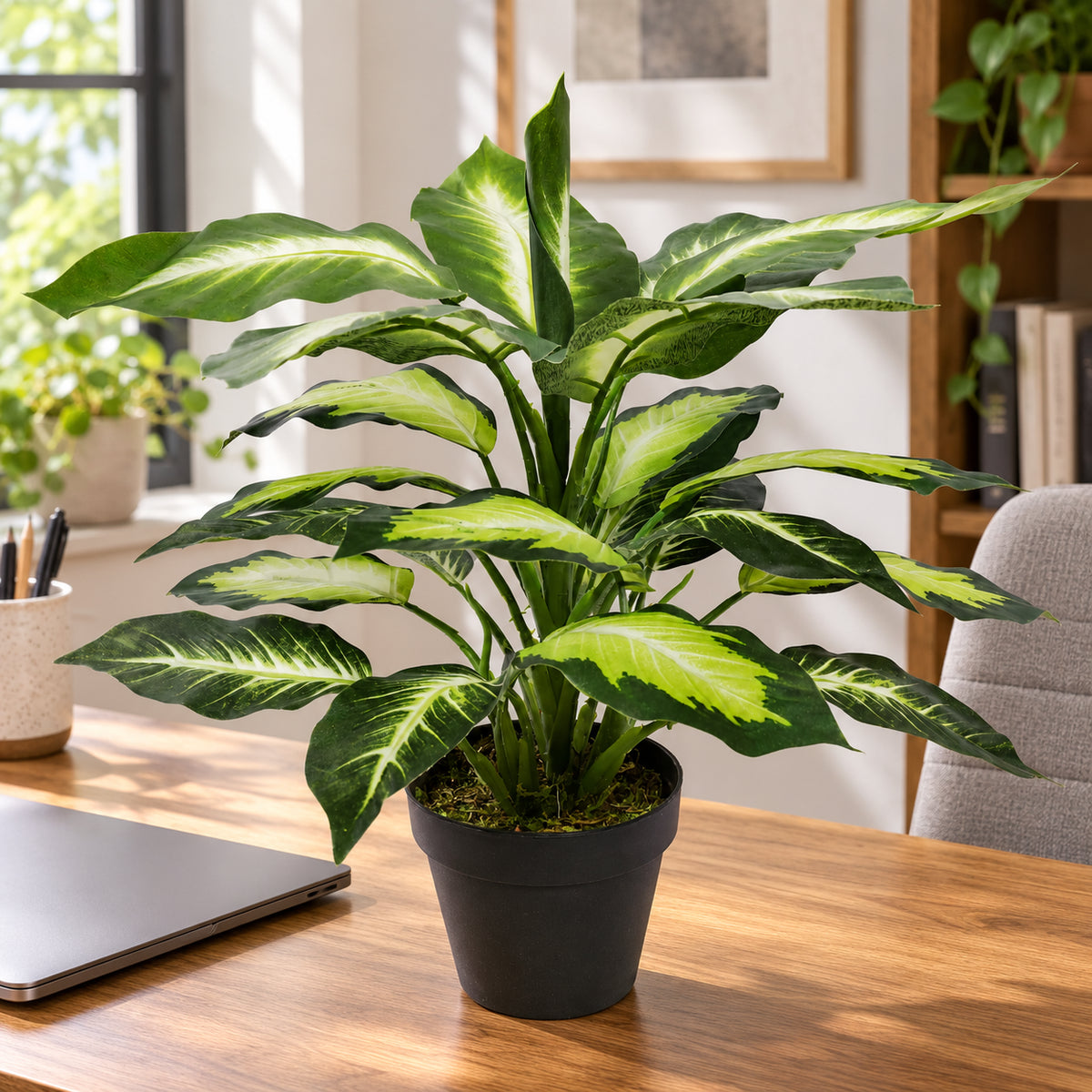 Leopard Lily (Dieffenbachia) with Pot 40cm - styled product image A