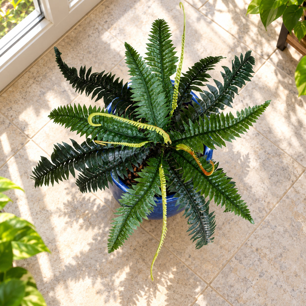 Artificial Dark Green Boston Fern 60cm - styled product image B