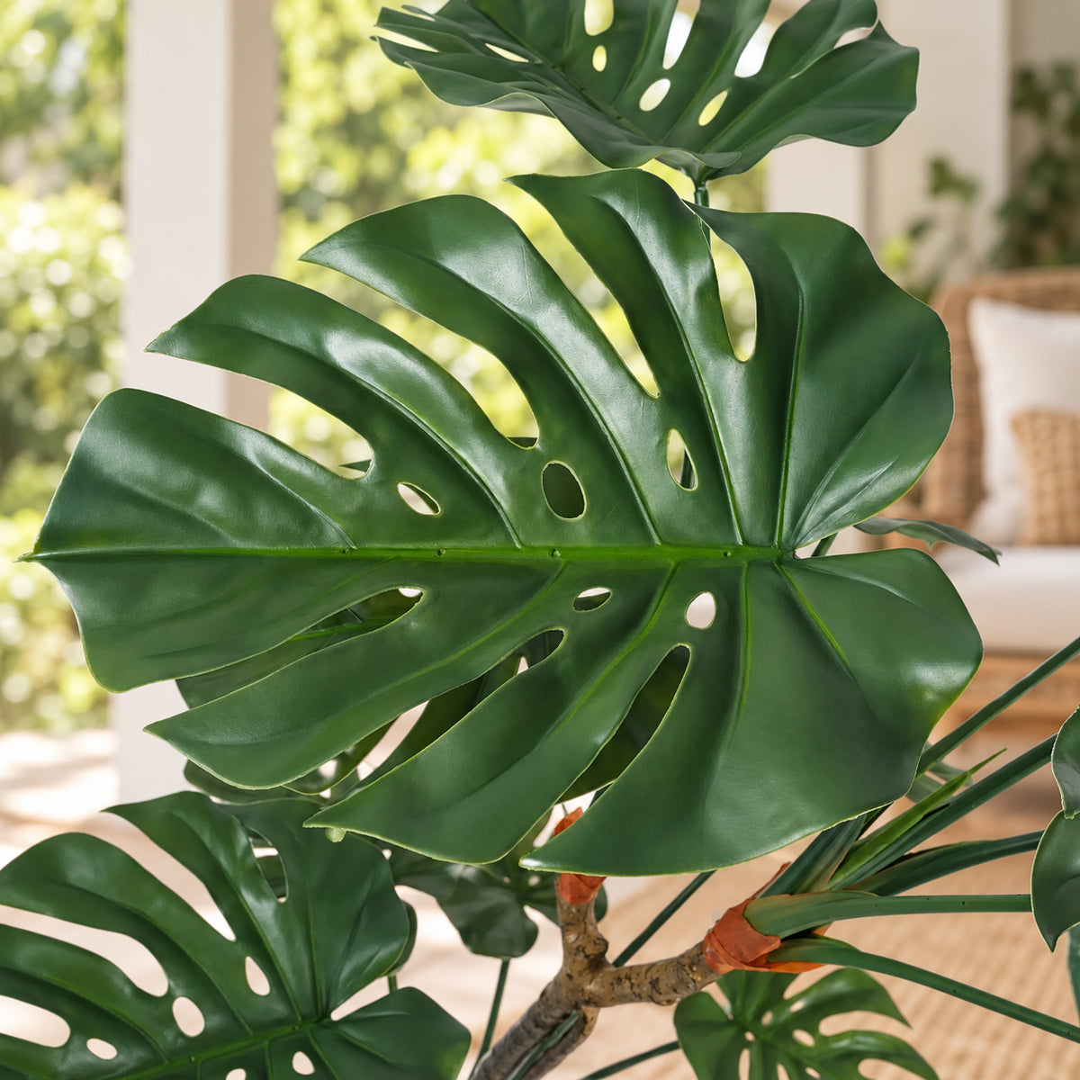 Premium Potted Split Leaf Monstera / Philodendron 150cm UV Resistant - styled product image C