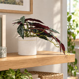 Artificial Begonia Maculata Plant In Decorative Bowl 30cm - styled product image A