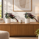 Artificial Begonia Maculata Plant In Decorative Bowl 30cm - styled product image B