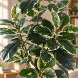 Artificial Bushy Variegated Ficus Tree (Rubber Tree) 120cm - styled product image C