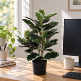 Artificial Bushy Dense Variegated Ficus Tree (Rubber Tree) 50cm - styled product image A