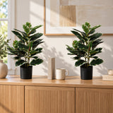 Artificial Bushy Dense Variegated Ficus Tree (Rubber Tree) 50cm - styled product image B