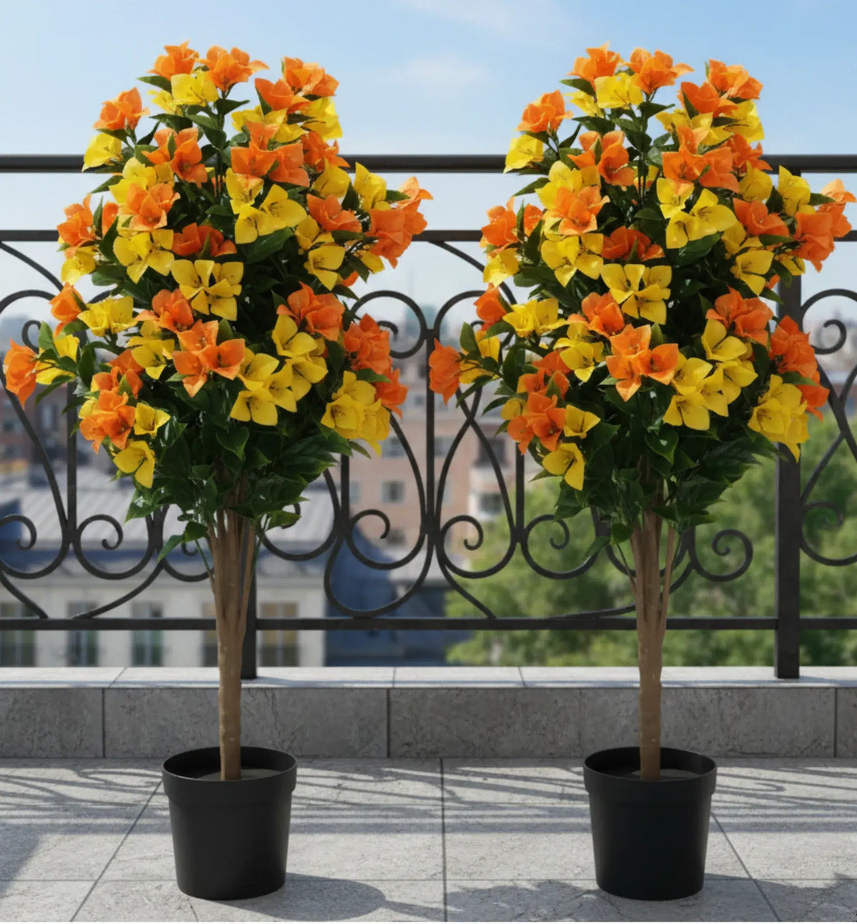 Flowering Yellow and Orange Bougainvillea Tree 90cm UV Resistant