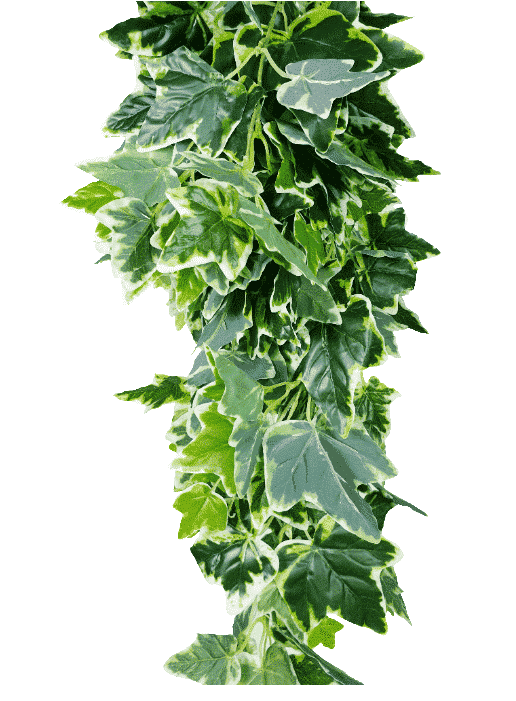 Mixed Green and White Tipped Ivy Bush 100cm