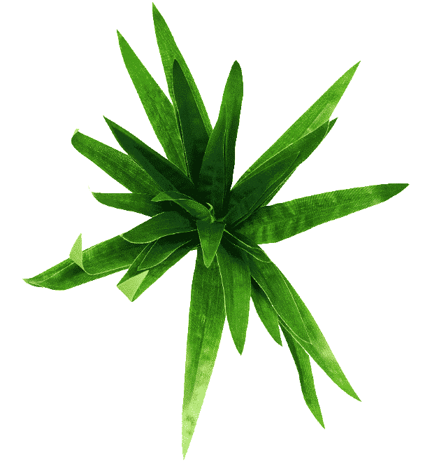 Aloe Vera Stem 30cm - Designer Plants