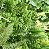 Ivory Garden Elegance artificial green wall panel 1m x 1m, foliage detail 2
