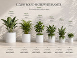 Luxury Round Matt White Planter Set of 6 | Premium Pot Range