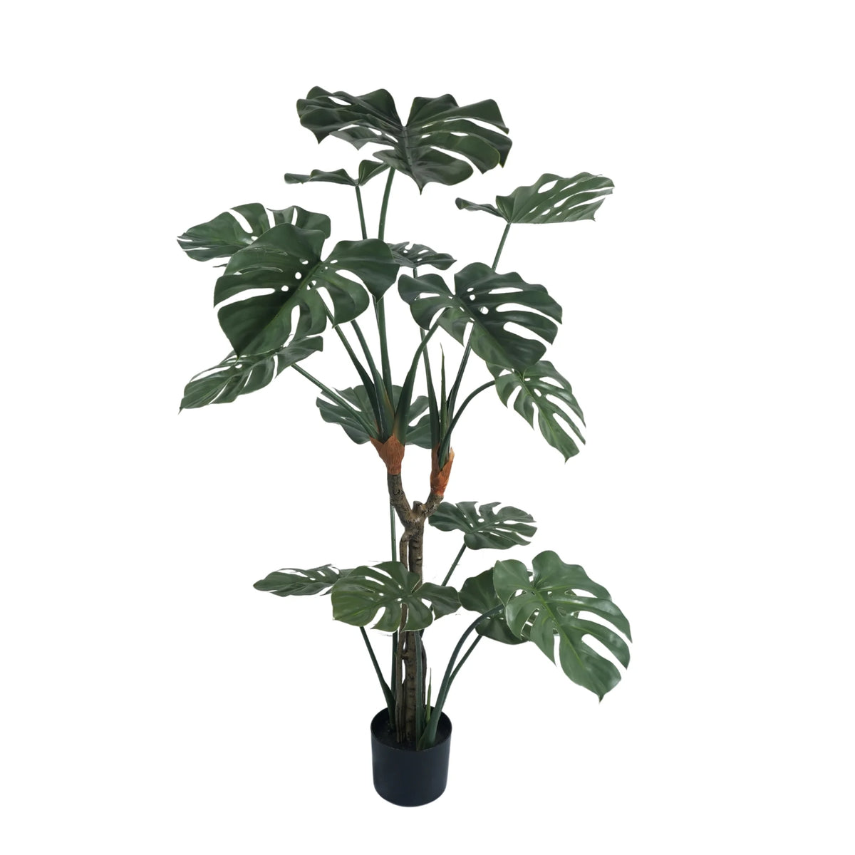 Premium Potted Split Leaf Monstera / Philodendron 150cm UV Resistant - Designer Plants