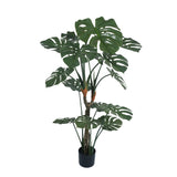 Premium Potted Split Leaf Monstera / Philodendron 150cm UV Resistant