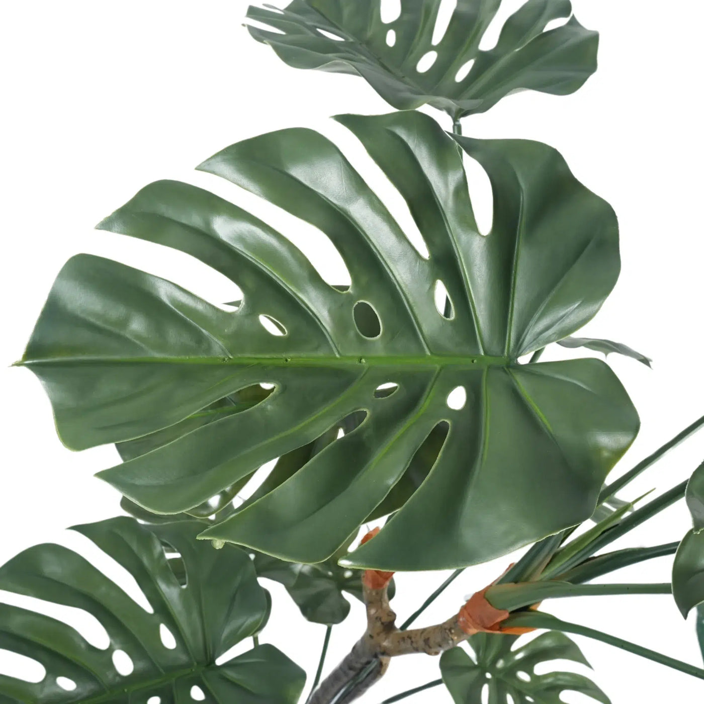 Premium Potted Split Leaf Monstera / Philodendron 150cm UV Resistant