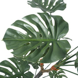 Premium Potted Split Leaf Monstera / Philodendron 150cm UV Resistant