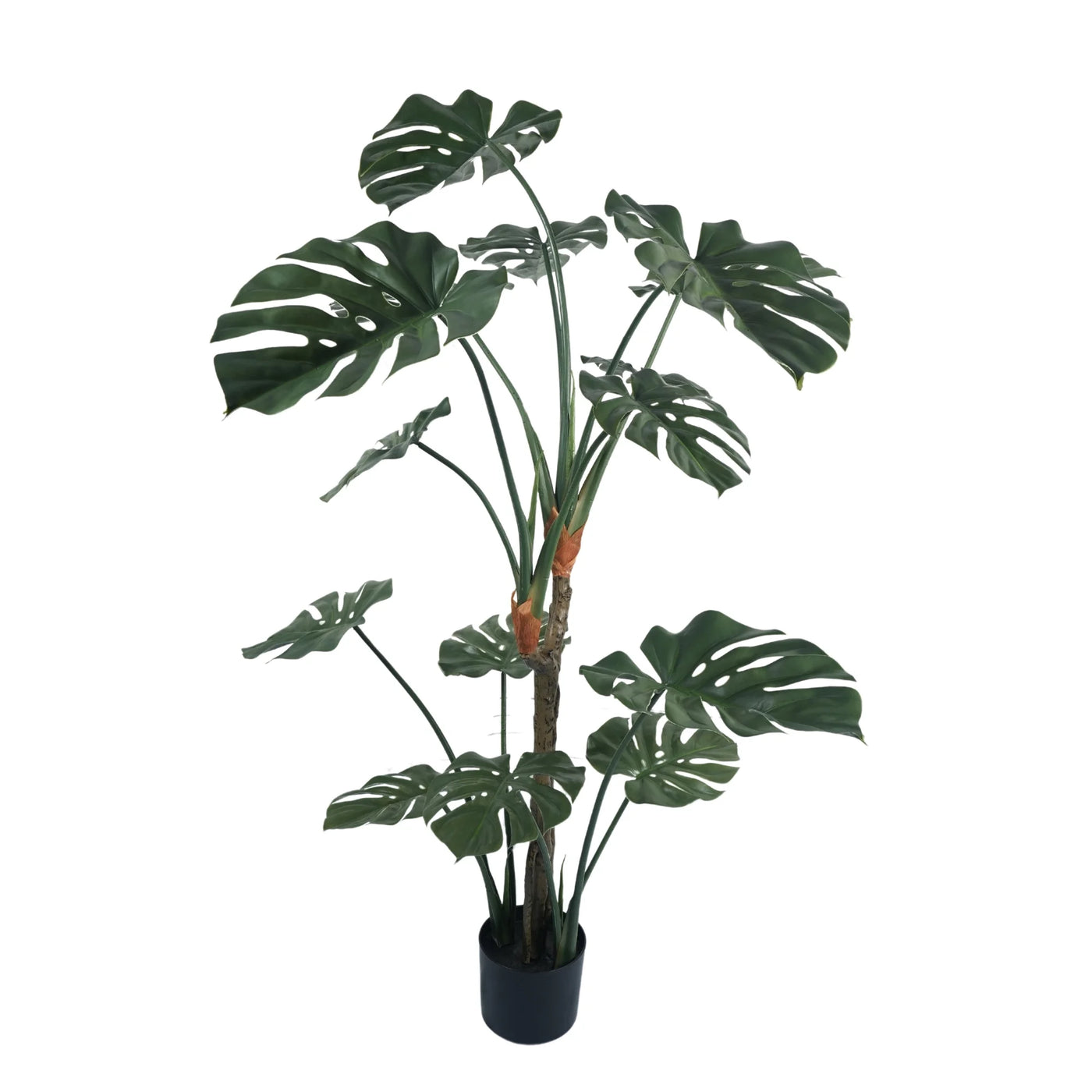 Premium Potted Split Leaf Monstera / Philodendron 150cm UV Resistant