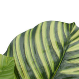 Artificial Calathea Plant in Pot 110cm