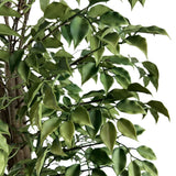 Very Beautiful Artificial Ficus Tree with UV Resistance 180cm