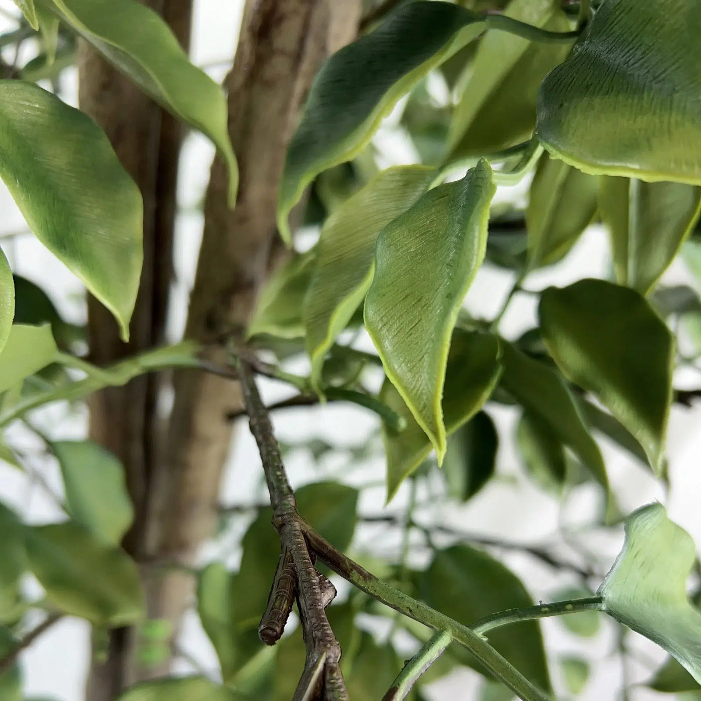Very Beautiful Artificial Ficus Tree with UV Resistance 180cm
