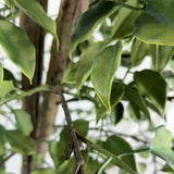 Very Beautiful Artificial Ficus Tree with UV Resistance 180cm