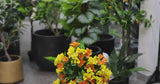 Flowering Yellow and Orange Bougainvillea Tree 90cm UV Resistant - product video