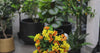 Flowering Yellow and Orange Bougainvillea Tree 90cm UV Resistant - product video