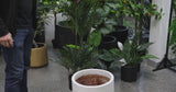 Premium Artificial Potted Multi-trunk Fan Palm 180cm - product video