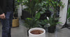 Premium Artificial Potted Multi-trunk Fan Palm 180cm - product video