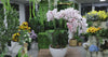 66cm Multi Stem Butterfly Artificial Potted Orchid With Pink Flowers - product video
