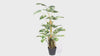 Premium Artificial Monstera Deliciosa / Variegated Monstera (Swiss Cheese) 90cm - product video