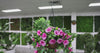 Artificial Draping Pink Petunia Window Box Planter 50cm - product video 1 of 2