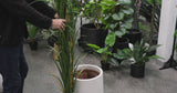 Premium Potted Artificial Long Grass (Yucca Grass / Reed Grass) 180cm UV Resistant - product video