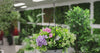 Hanging Artificial Succulent Basket 36cm UV Resistant - product video