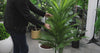 Real Touch Artificial Phoenix Palm Tree UV Resistant 180cm - product video