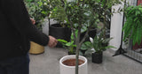 Artificial Bushy Olive Tree with Olives 180cm - product video