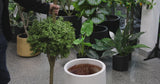 Artificial Topiary Tree 2 Ball Shrub 150cm UV Resistant - product video