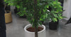 Mixed Green Bushy Artificial Ficus Tree 180cm - product video