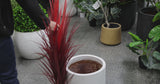 Burgundy Potted Artificial Long Grass (Yucca Grass) 115cm UV Resistant - product video