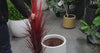 Burgundy Potted Artificial Long Grass (Yucca Grass) 115cm UV Resistant - product video