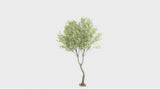 Large Artificial Premium Eucalyptus Tree 270cm High
