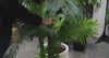 Multi Trunk Hawaii Palm 180cm - product video