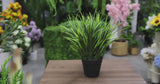 Artificial Ornamental Potted Dense Green Grass UV Resistant 38cm - product video