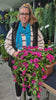 Artificial Draping Pink Petunia Window Box Planter 50cm - product video 2 of 2