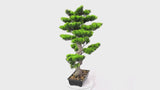 Premium Handmade Artificial Potted Bonsai 70cm x 45cm - product video
