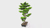 Premium Handmade Artificial Potted Bonsai 70cm x 45cm - product video