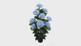 artificial blue hydrangea tree - rotating product video