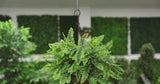 Artificial Hanging Fern Basket UV Resistant 35cm x 125cm - product video