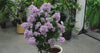 Flowering Lilac Crepe Myrtle Tree 120cm UV Resistant - product video