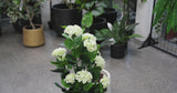 Premium Artificial Flowering White Hydrangea Tree 90cm UV Resistant - product video