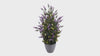 artificial lavender topiary tree 73cm - rotating product video