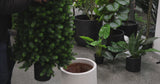 Premium Artificial 150cm Cypress Pine Tree UV Resistant - product video